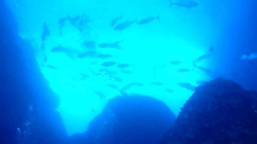 Hundreds of Massive Dog tooth Tuna in a Cave