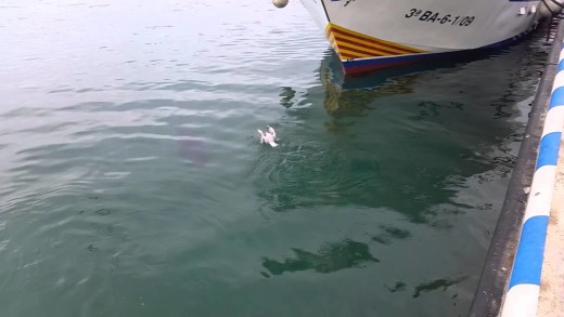 TUNA EATS SEAGULL