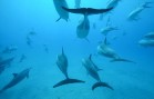 Freediving with Dolphins