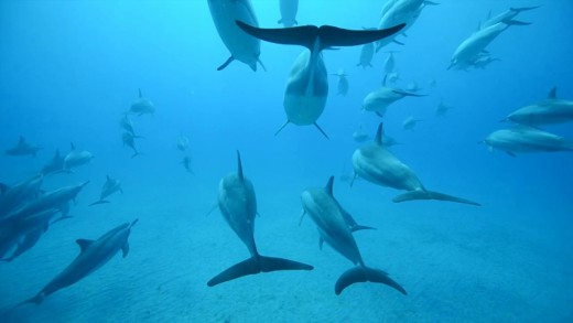 Freediving with Dolphins