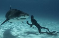 Freediving with Tiger Sharks