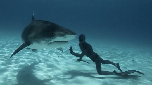 Freediving with Tiger Sharks