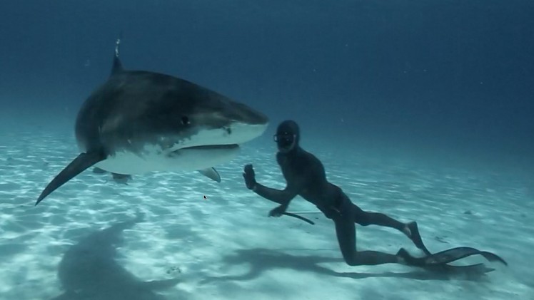 Freediving with Tiger Sharks