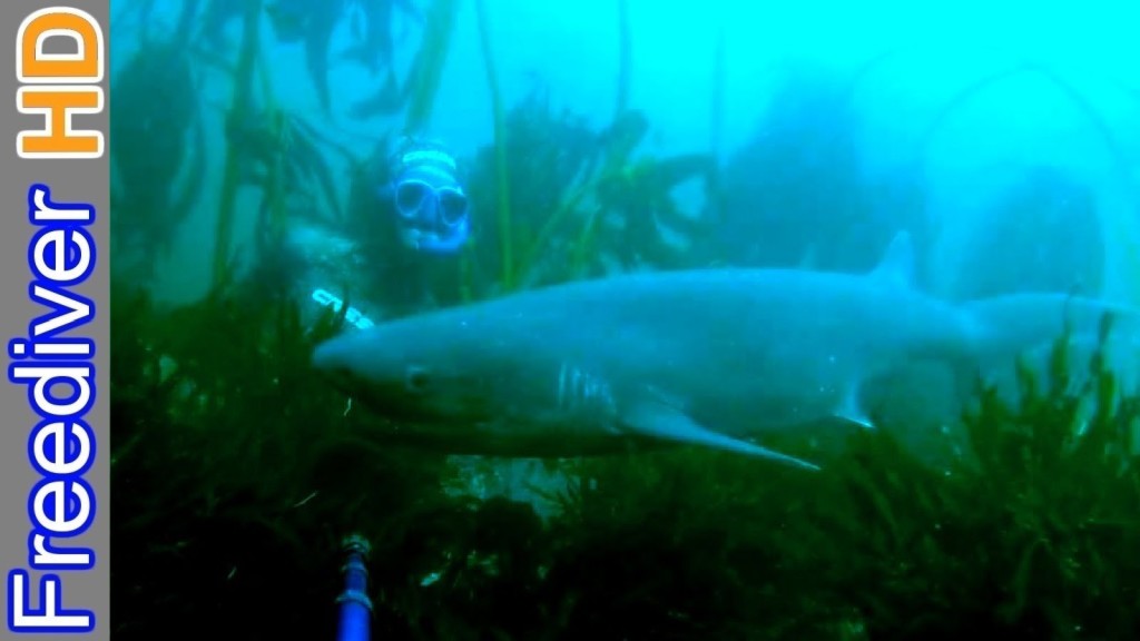 Freediving with 7 Gill Sharks