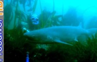 Freediving with 7 Gill Sharks