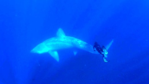 Freediving with a Massive Basking Shark