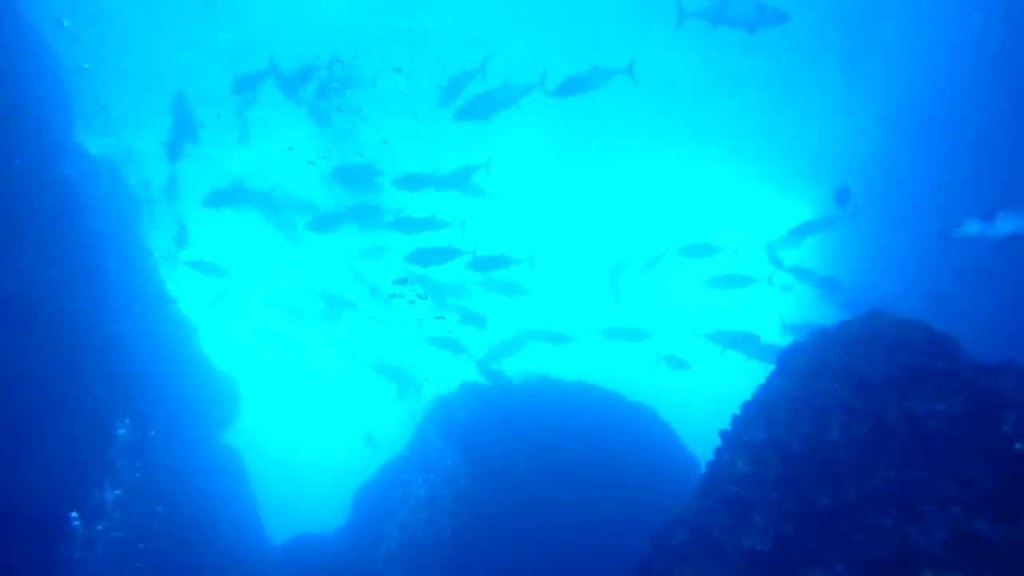 Hundreds of Massive Dog tooth Tuna in a Cave