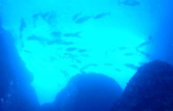 Hundreds of Massive Dog tooth Tuna in a Cave