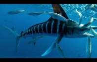 Spearfishing Dogtooth Tuna & Wahoo in Tonga