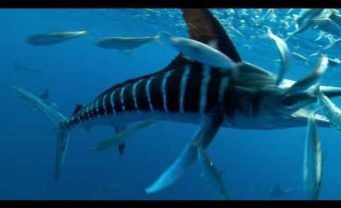 Marlin Smashing a Baitball