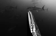 Spearfishing Dogtooth Tuna & Wahoo in Tonga