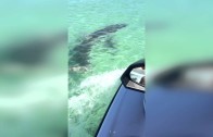 Shark vs Jet Ski