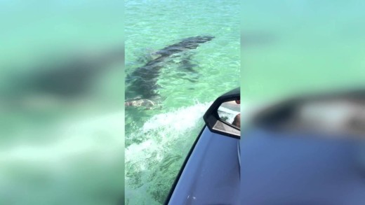 Shark vs Jet Ski