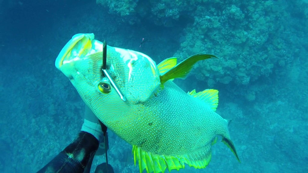 Stalking Maori Sea Perch