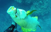 Spearfishing Dogtooth Tuna & Wahoo in Tonga