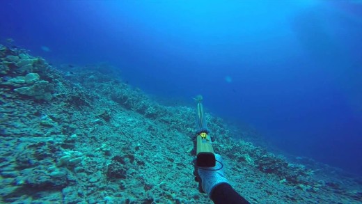 THE DEEP LEDGES OF HAWAII