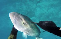 Spearfishing Dogtooth Tuna & Wahoo in Tonga