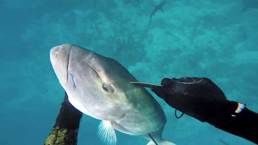 World Record Jobfish (Uku)