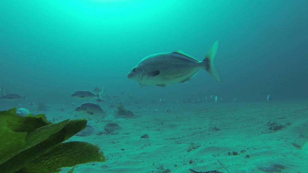 COMMERCIAL FREEDIVING IN NEW ZEALAND