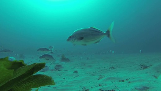 COMMERCIAL FREEDIVING IN NEW ZEALAND