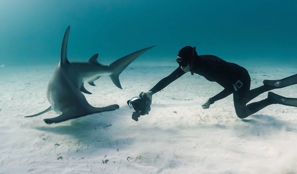 How Photography Can Save Sharks!