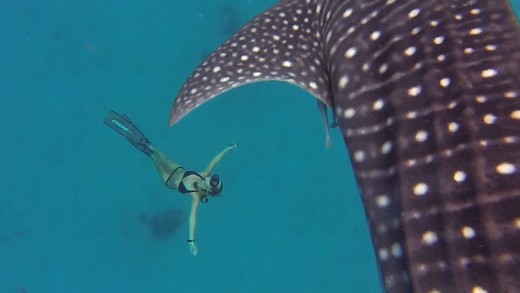 OCEAN RAMSEY & WHALE SHARKS