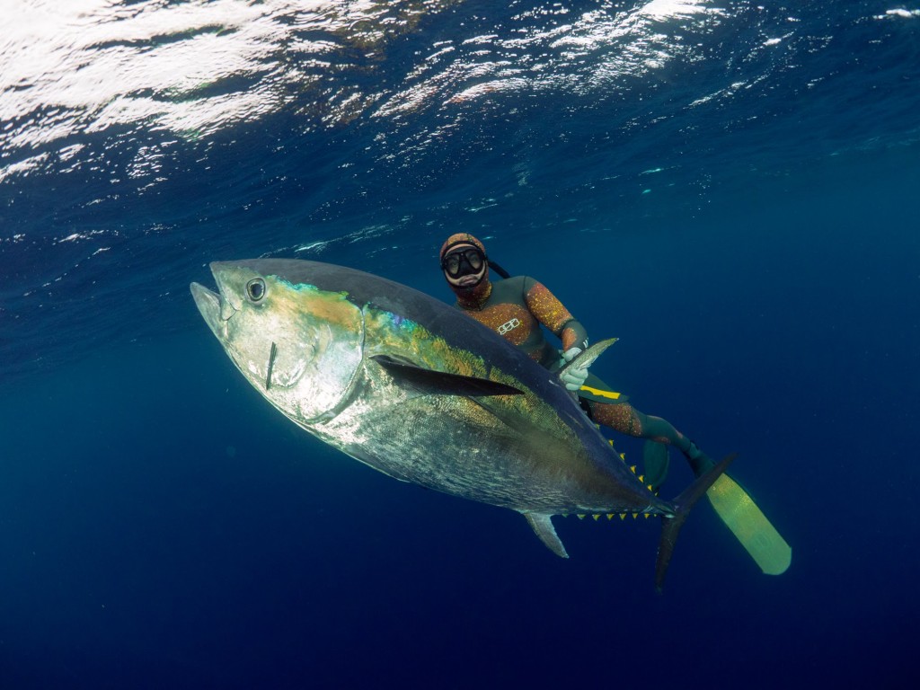 MJK SPEARFISHING NZ & TONGA