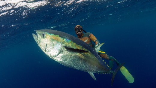 MJK SPEARFISHING NZ & TONGA