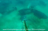 Spearfishing Dogtooth Tuna & Wahoo in Tonga