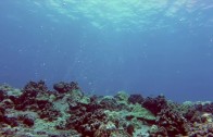 FREEDIVING 30M LAVA TUBE