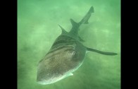 FREEDIVING WITH LEOPARD SHARKS