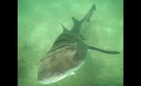 FREEDIVING WITH LEOPARD SHARKS