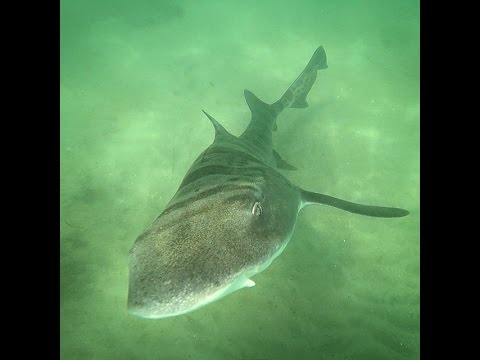 FREEDIVING WITH LEOPARD SHARKS