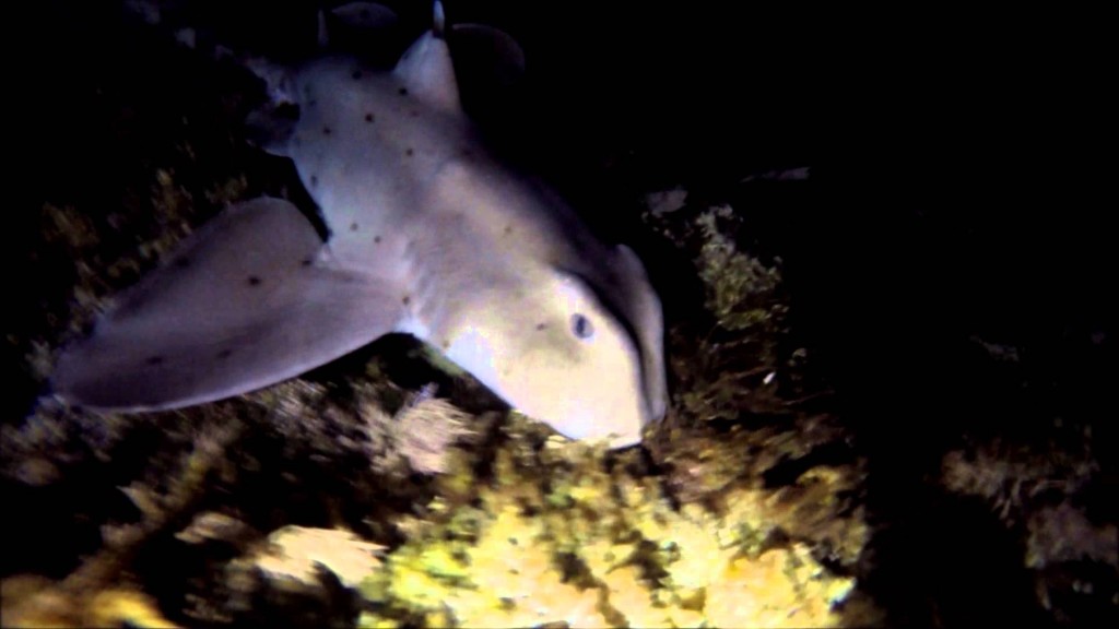 NIGHT FREEDIVE WITH HORN SHARK