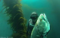 SPEARFISHING WHITE SEA BASS