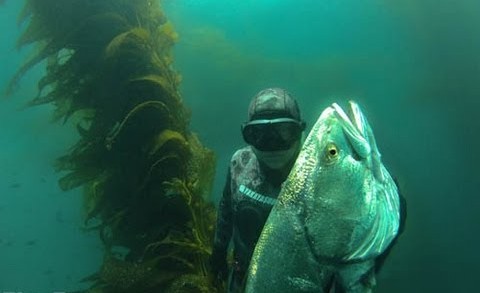 SPEARFISHING WHITE SEA BASS