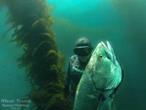 SPEARFISHING WHITE SEA BASS