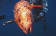 Amazing Diving in Costa Rica!