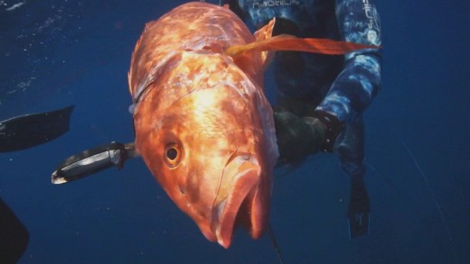 Amazing Diving in Costa Rica!