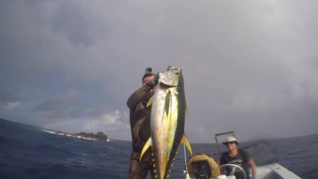 Sharks and Yellowfin Tuna