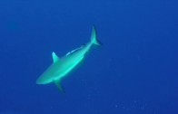 Fiji Spearfishing Shark Attack