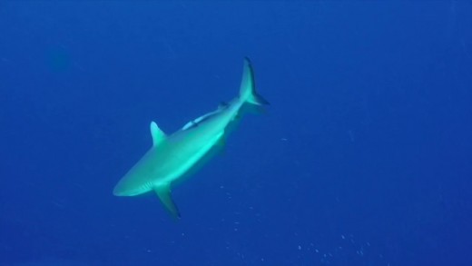 Fiji Spearfishing Shark Attack