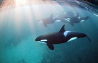 Freediving with Orcas