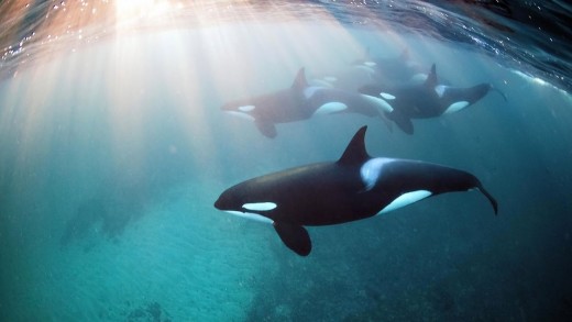 Freediving with Orcas