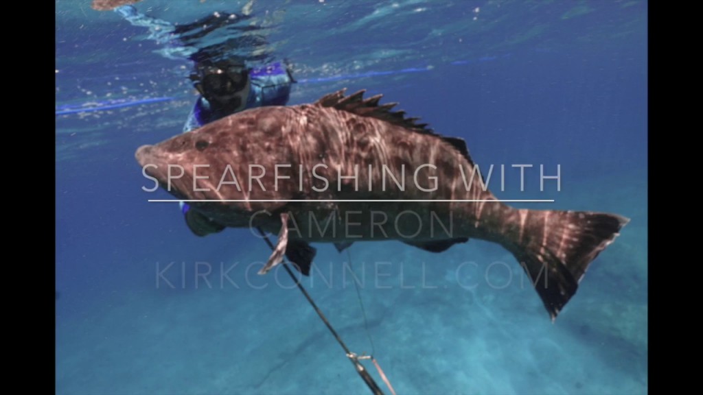 BIG GROUPER WITH A POLE SPEAR.