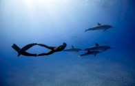 FREEDIVING WITH DOLPHINS