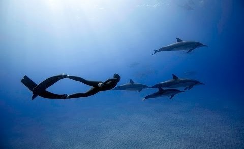 FREEDIVING WITH DOLPHINS