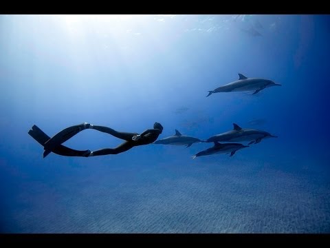 FREEDIVING WITH DOLPHINS