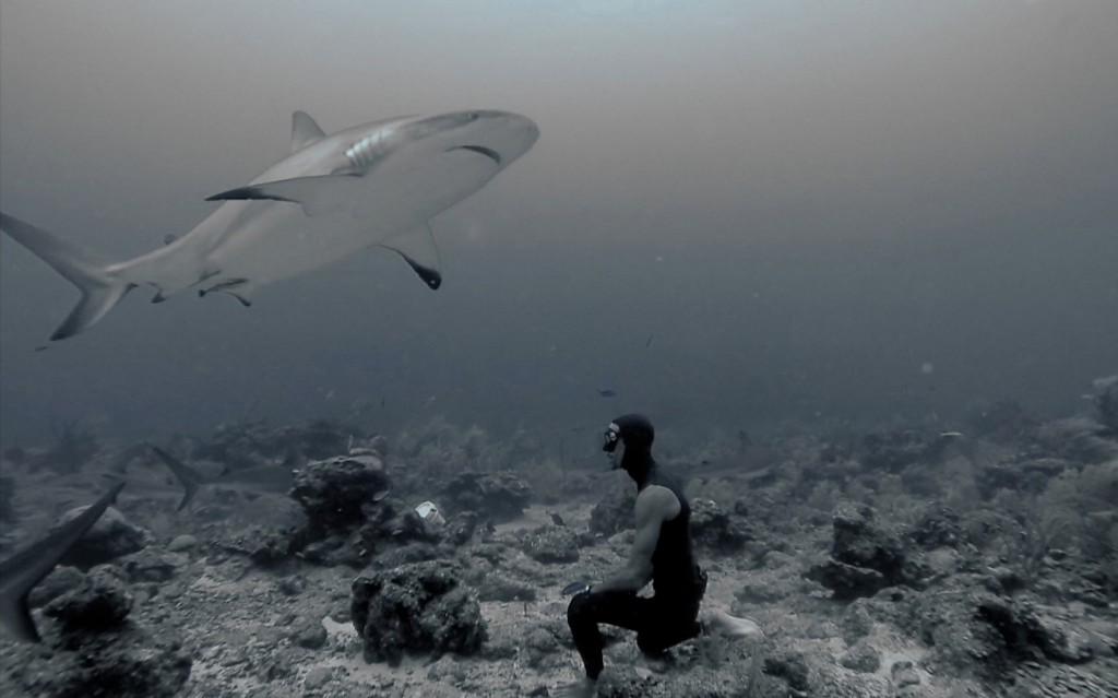 FREEDIVING WITH SHARKS.