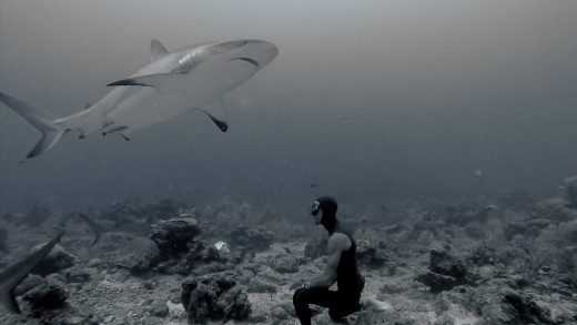 FREEDIVING WITH SHARKS.